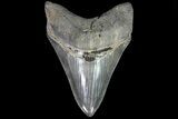 Serrated, Fossil Megalodon Tooth - Glossy Lower Tooth #82690-1